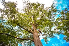 Tree and Shrub Care in Guttenberg, NJ