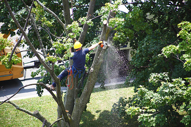 How Our Tree Care Process Works  in  Guttenberg, NJ